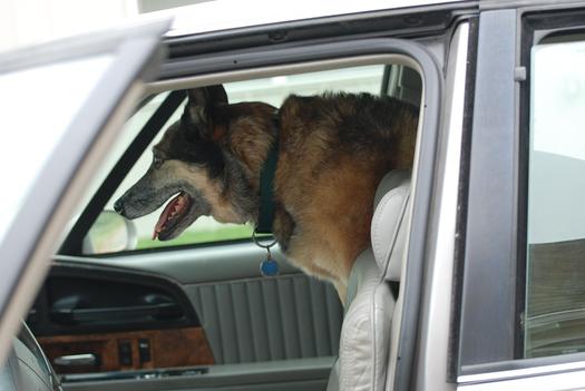 Hot Summer Weather Puts Pets At Risk
