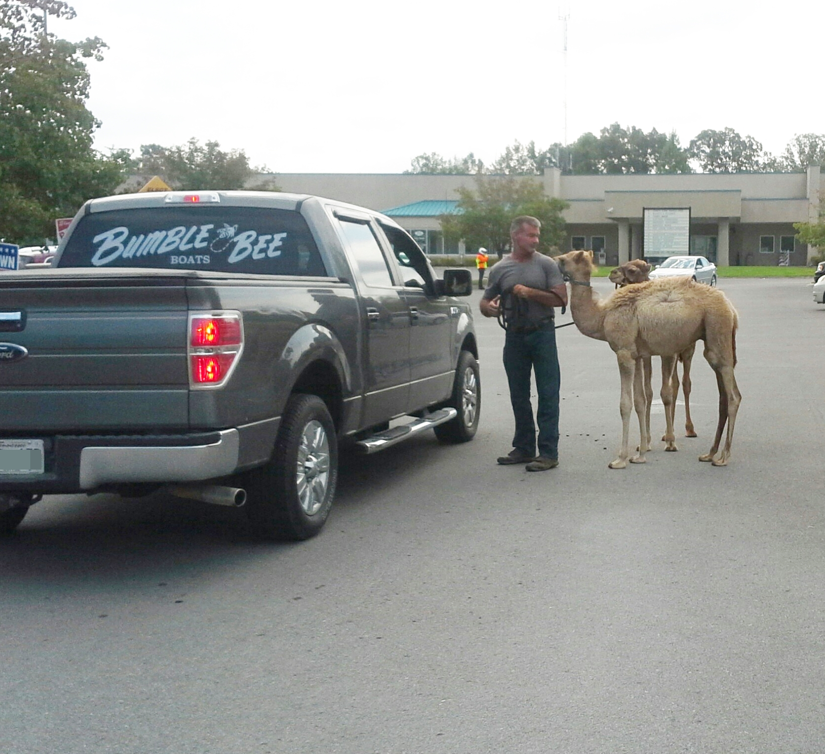 Camels, Donkeys and Candidates, Oh My!