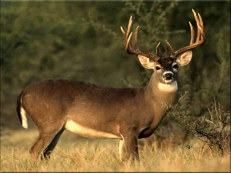 Watch Out for Deer