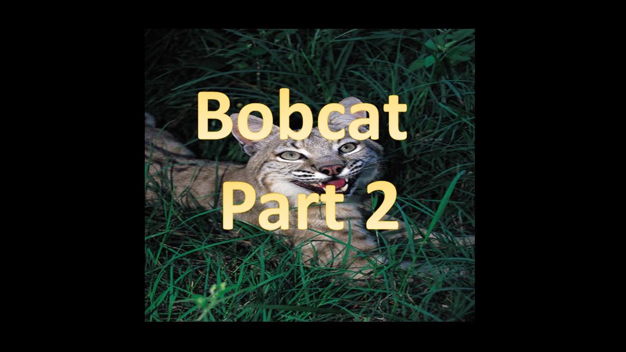 Bobcat Part 2