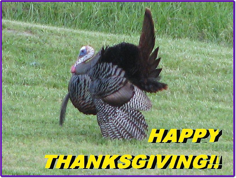 Your Thanksgiving Meal will Cost Less this year