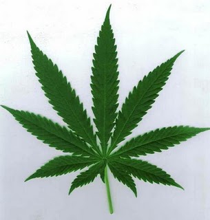 Area Sheriff Reminds you that Marijuana remains Illegal Drug on the Federal Level