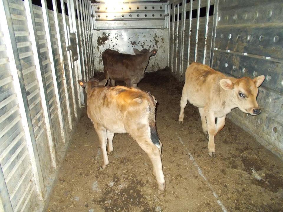 Cattle Theft In Bedford County