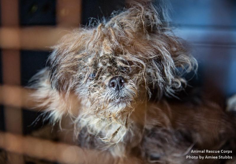 Coffee County Woman Charged With Animal Cruelty