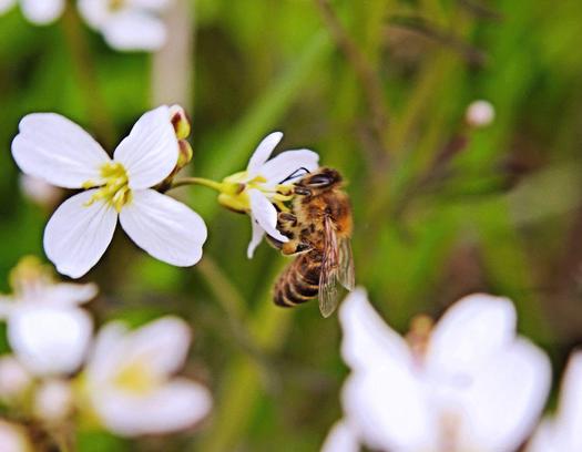 What’s the Buzz On Tennessee’s Bee Population Decline?