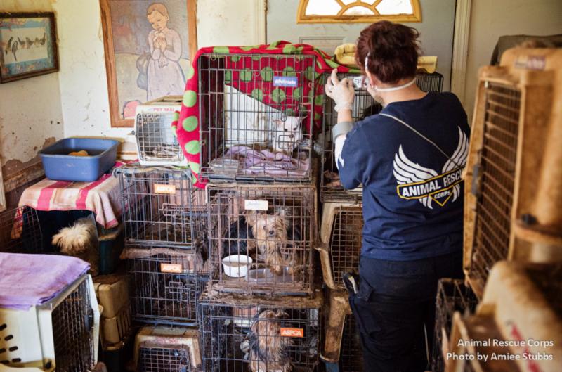 Suffering Animals Rescued In Coffee County