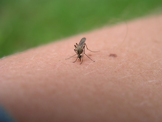 Tennessee Department of Health Urges Steps to Avoid Mosquito-Borne Diseases