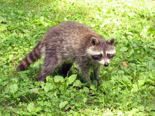Tennessee Ramps Up Rabies Protection