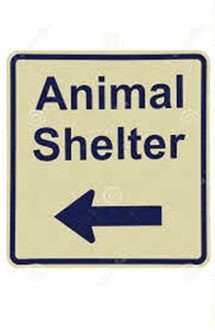 Manchester, Coffee County animal control will only handle emergencies
