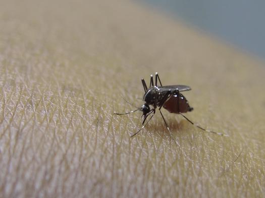 Zika Virus Confirmed in Rutherford County