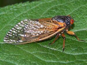 Beware!! 13 Year Cicadas are back in May
