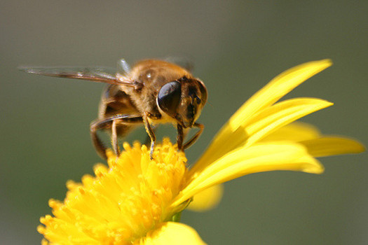 Pesticides, Mites Threaten Nation’s Bees, Report Says