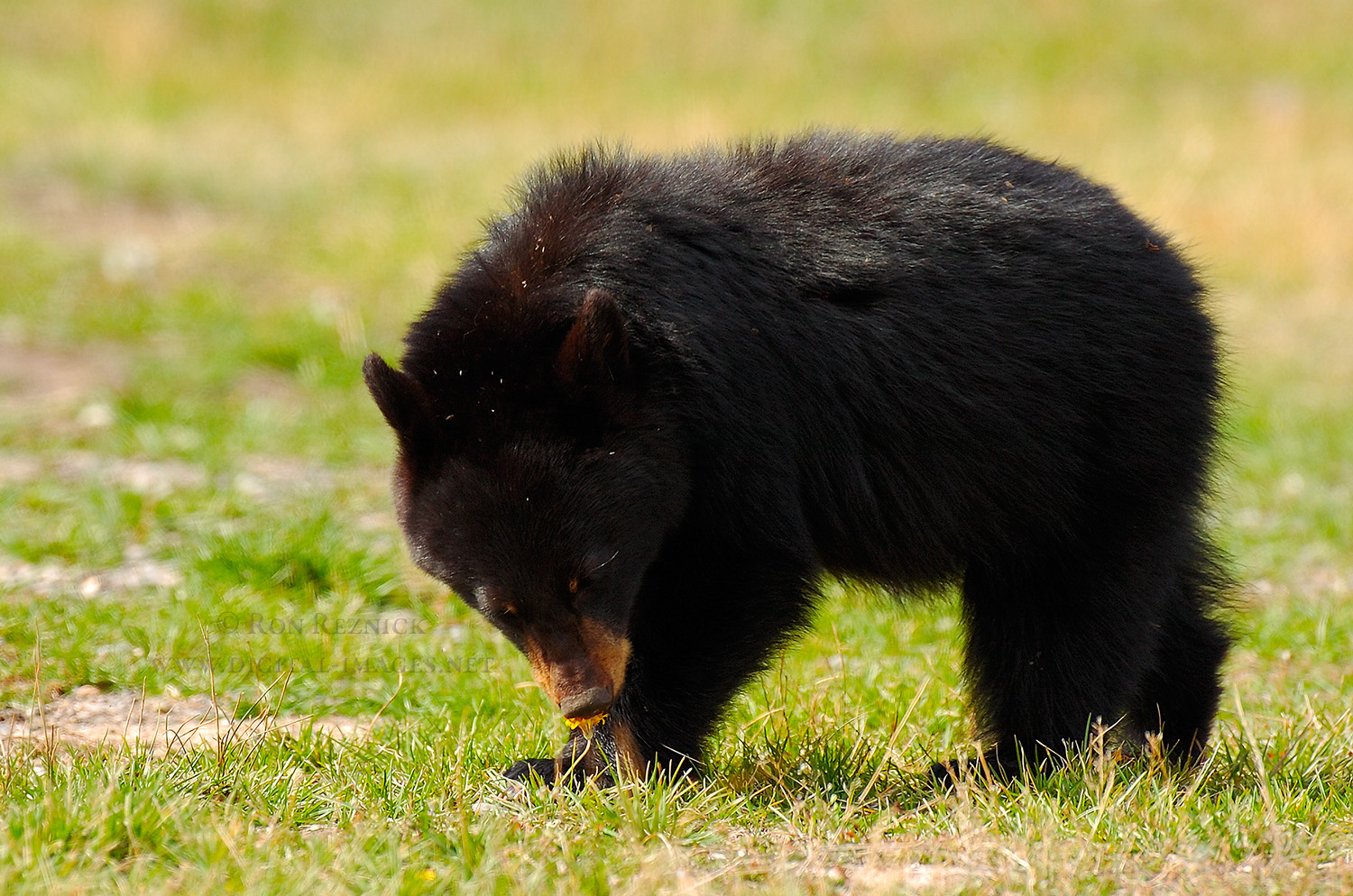 Researchers Holding Conference on Black Bears in East Tennessee