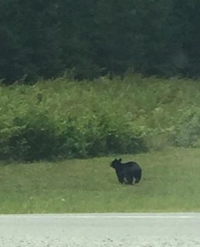 Look Out for Bear Cubs