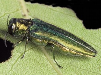 Emerald Ash Borer Causing Major Problems