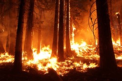 Community Foundation of Middle Tennessee Creates way to Help Smoky Mountain Fire Victims