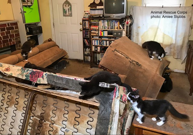 68 Cats Rescued from Tullahoma Home