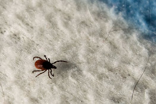A Reason to be ‘Ticked’ off about the Warm Winter
