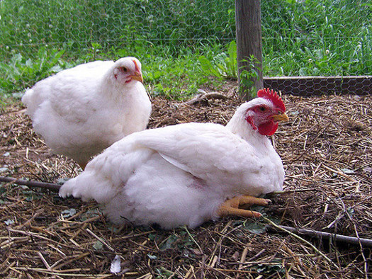 Growth of Backyard Chickens Hatches Salmonella Outbreak