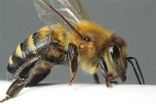 The Buzz on Bugs: They’re Not Always a Pest