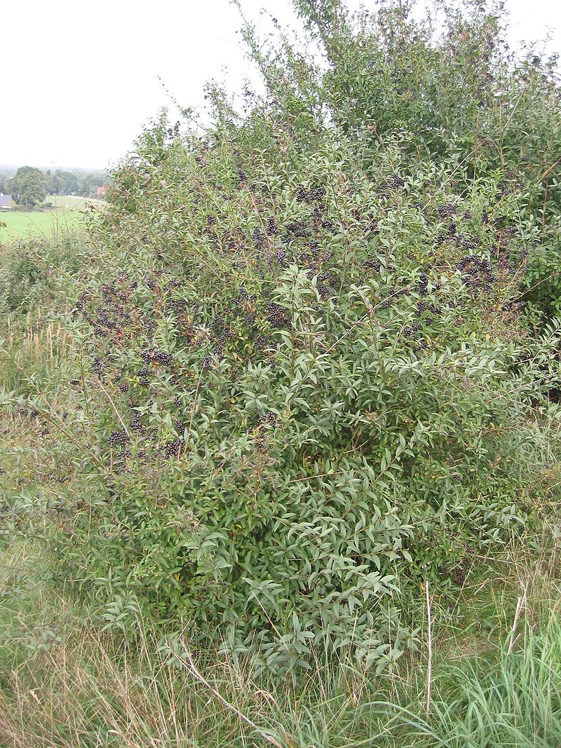 Old Stone Fort State Park Rangers looking to Remove Privet