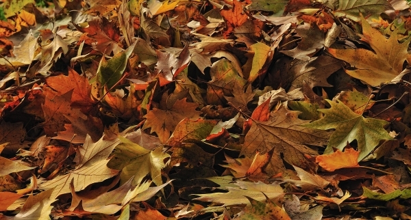 Manchester to stop leaf vacuum service this for the summer