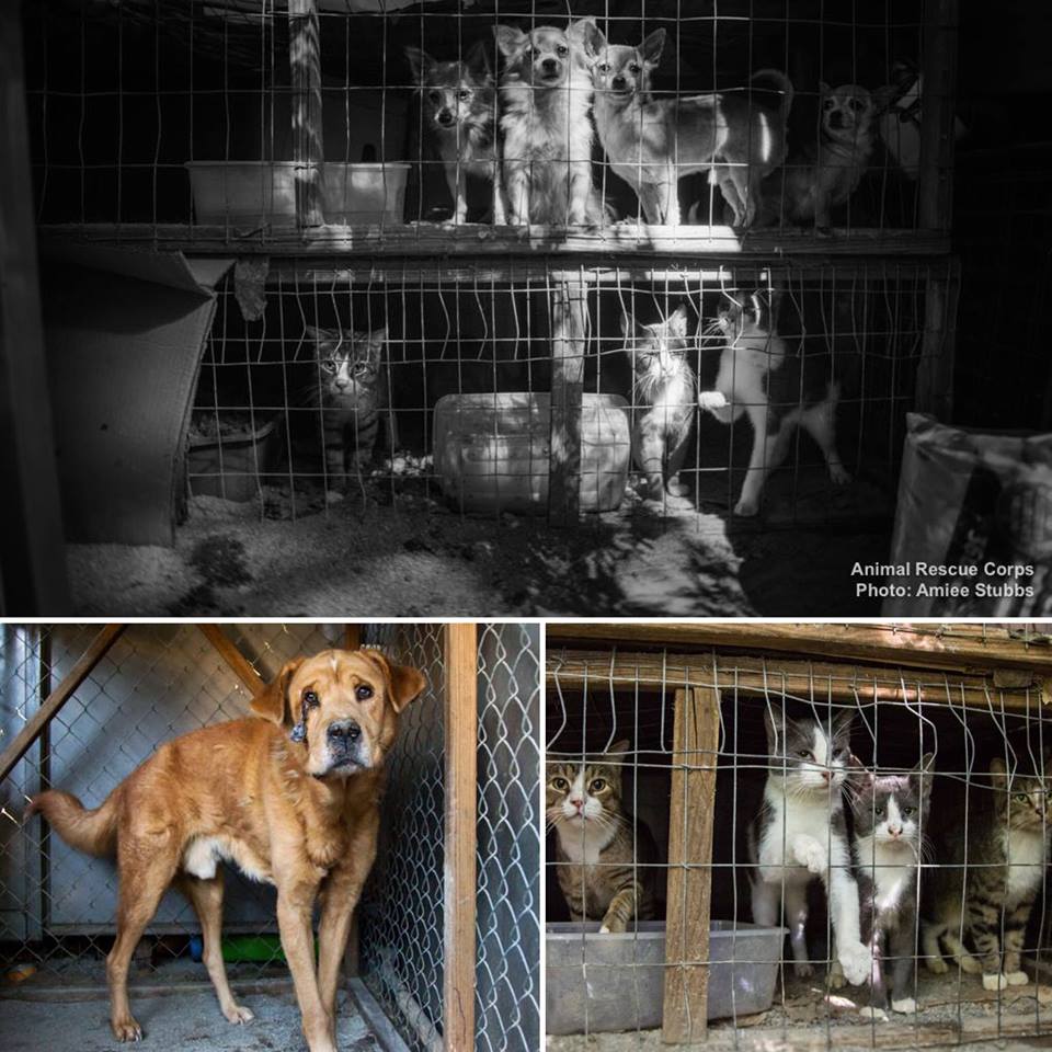 Animal Rescue Corps Rescues 14 Animals in Monteagle