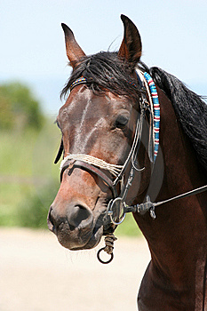 Case of EEE found in West Tennessee horse