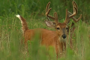 Young sportsman deer hunt set for Oct. 30-31