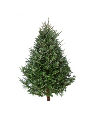 Unsecured Christmas trees cause about 50,000 car accidents a year, report says