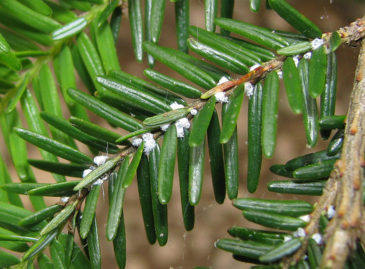 A Silver Lining to Winter Weather for TN Forests