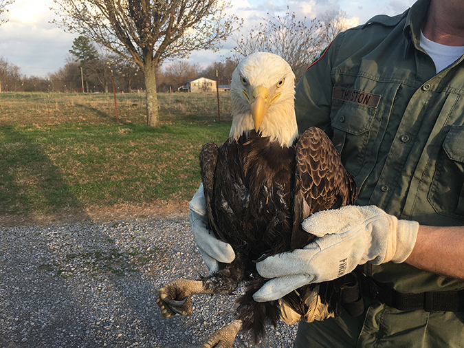 Bald Eagle Released to Fly Again