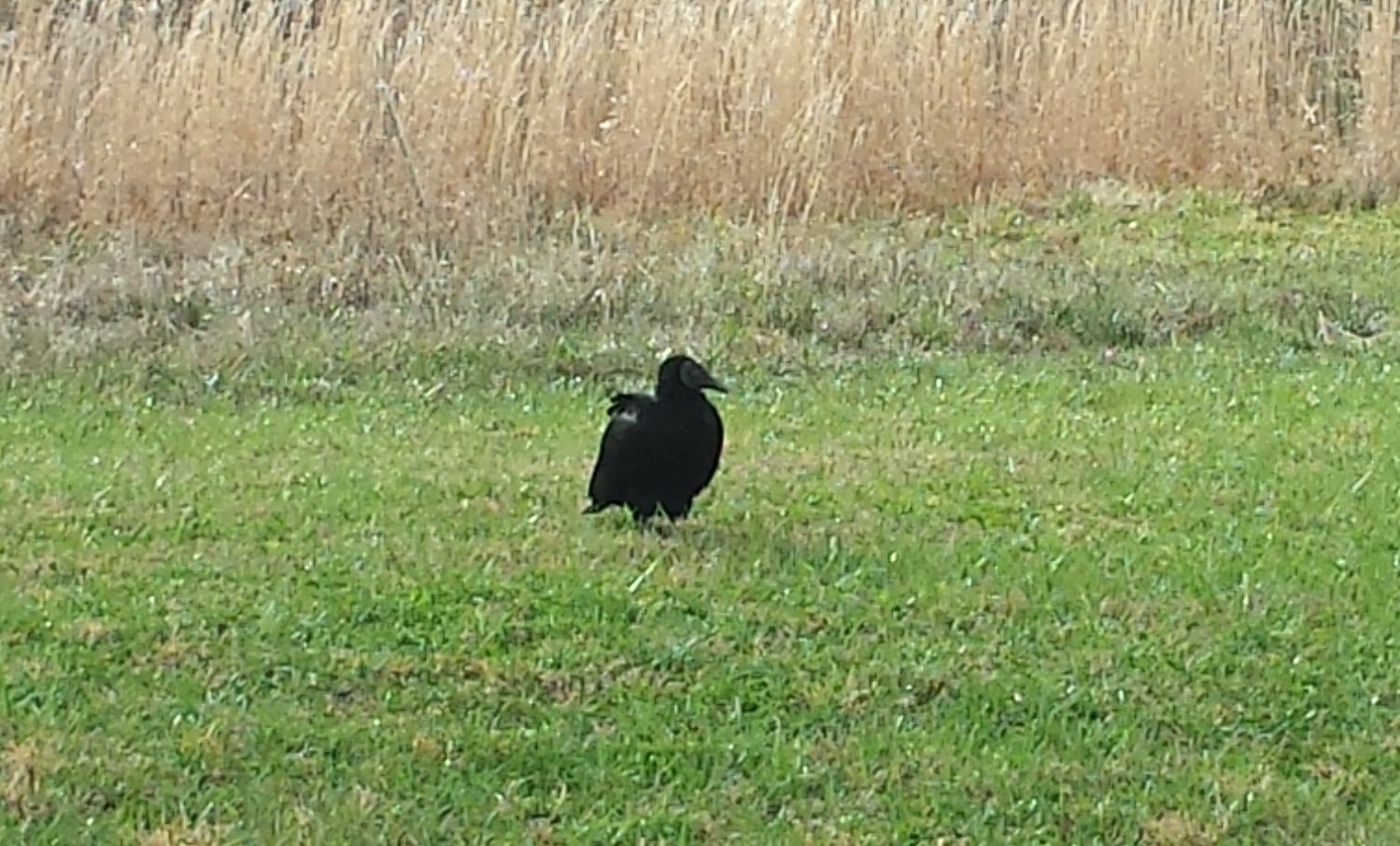 Farm Bureau Helping with Black Vulture Attacks on Livestock