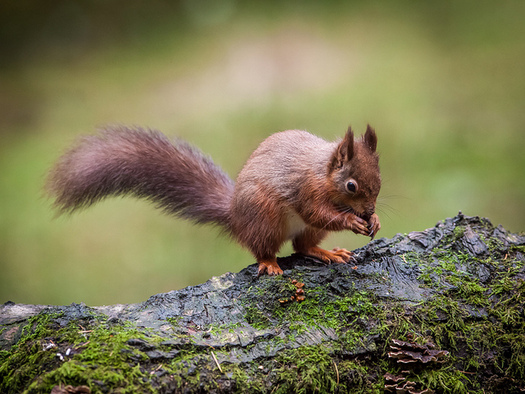 New Report: One in Three Species in U.S. at Risk of Extinction