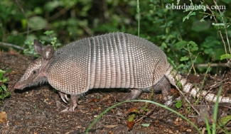 Some Armadillos are making Tennessee Home