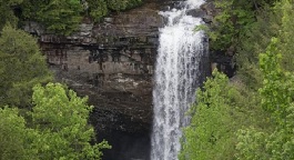 9 Year-Old Dies after Tree Falls on Campsite