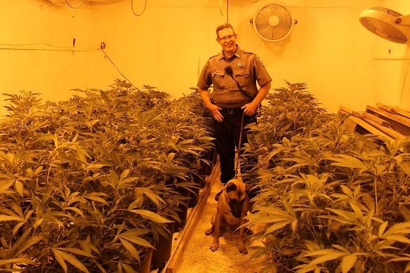 Marijuana Grow House Found in Coffee County