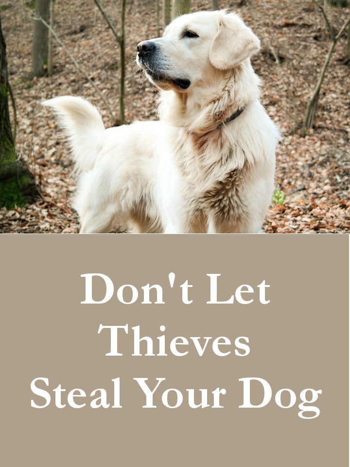 Dogs Thieves in Franklin County