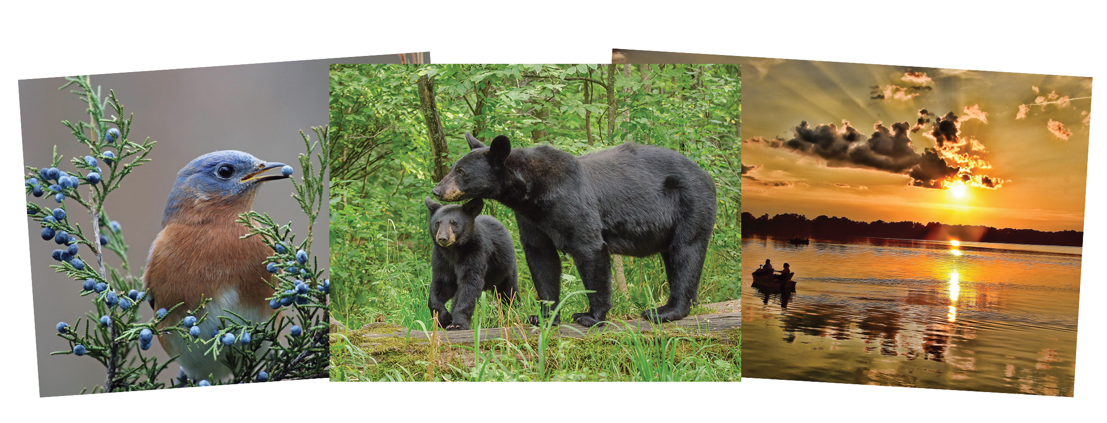 TWRA Accepting Entries for its 2019-20 Photo Contest for their Annual Calendar Issue