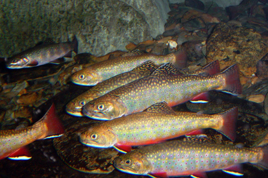 Funds Flow for Native Tennessee Trout Restoration