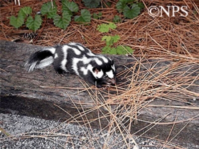 Uncommon Skunk Spotted in Tennessee
