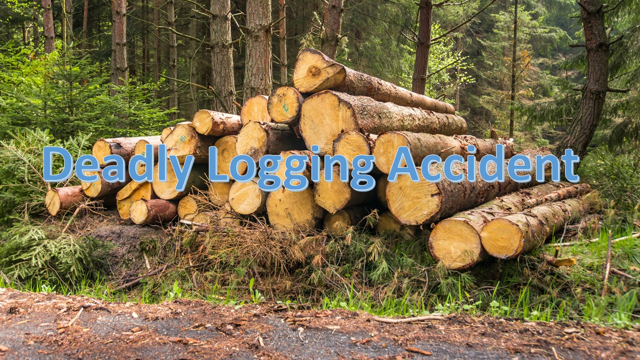 Man Dies in Logging Accident on Panhandle Road