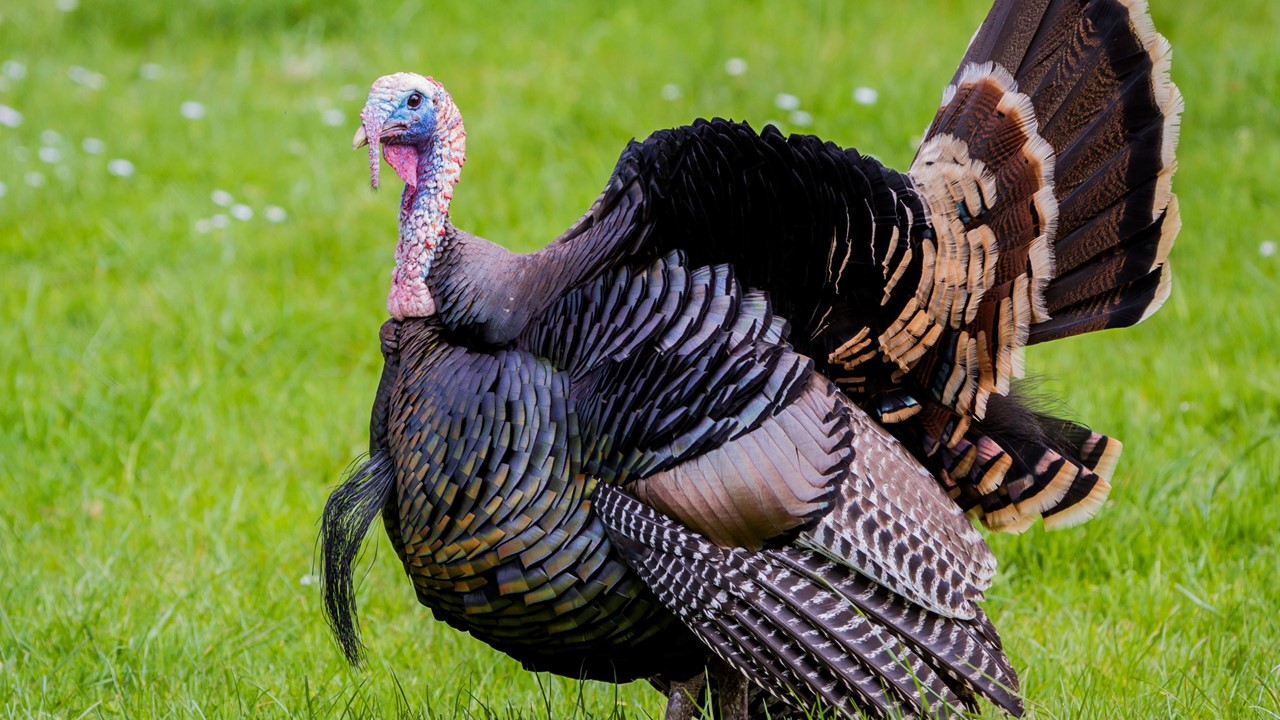 Turkey Season Opens Saturday