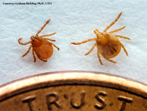 Asian Longhorned Ticks Detected in Tennessee