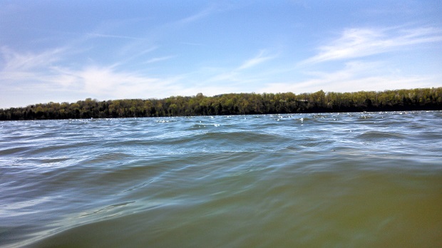 E. coli shuts down swimming area at Center Hill Lake