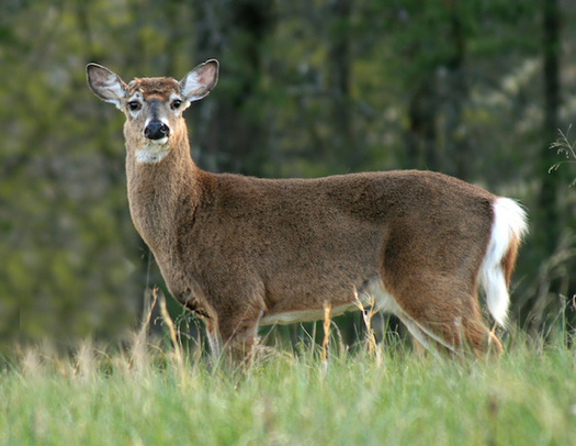 Future of TN’s Natural Parks Up to Land and Water Conservation Fund