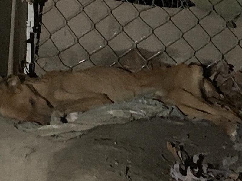 Two Coffee Co. residents face animal cruelty charges; seven animals found dead