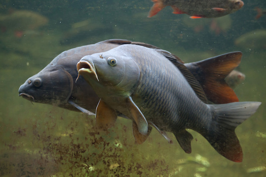 Tennessee to receive $25M to fight Asian carp