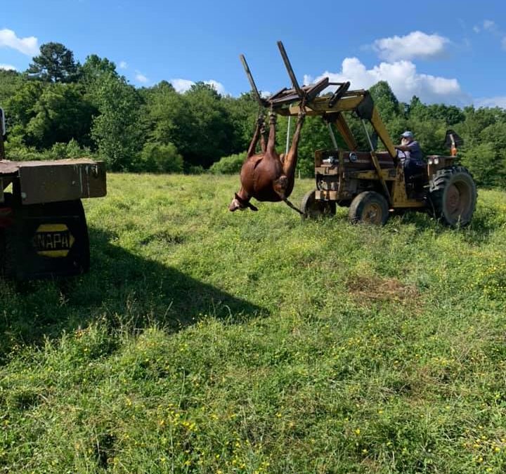 $3,700 in rewards for information on who killed cows in Grundy County