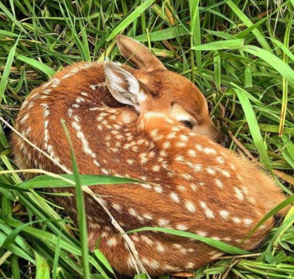 TWRA: Leave baby deer alone